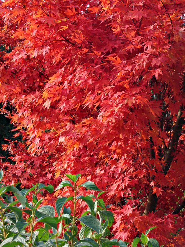 Acer Palmatum Multi-stem | Zureli